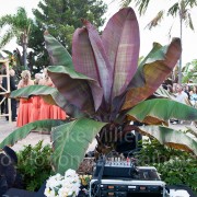 Bali Hai Wedding Pictures (1)